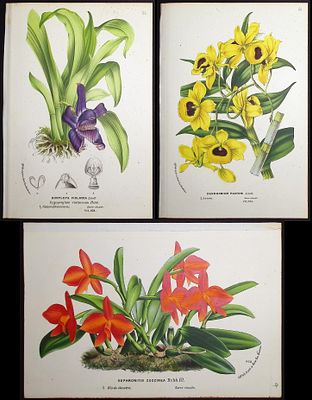 Van Houtte - 6 Orchid Prints. This beautiful botanical print comes from Louis Van Houtte's 