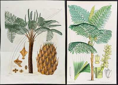 Curtis - 3 Palm Engravings. This lovely botanical print is from William Curtis’s The Botanical 