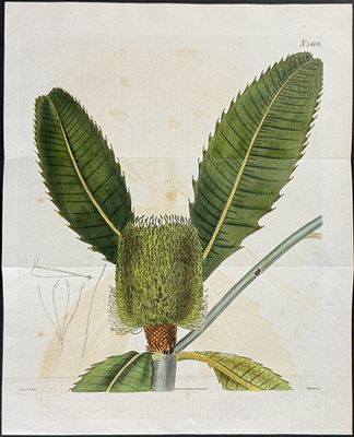 Curtis - Broad-leaved Banksia (Native to Australia). 2406. This lovely botanical print is from 