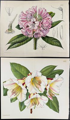 Curtis - 4 Rhododendron Engravings. This lovely botanical print is from William Curtis’s The 