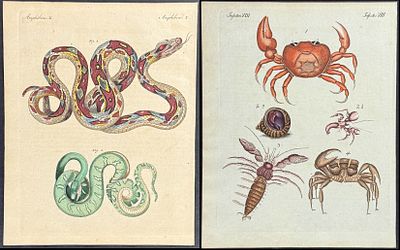 Bertuch - 12 Natural History Engravings (Birds, Crocodile, Snakes, Lizard, Sea Life, Fish 