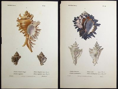 Kiener - 13 Shell Engravings. This rare, originally hand-colored shell engraving is from 