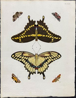 Cramer - Butterfly & Moth. 165. This detailed, hand-colored engraving is from Pieter Cramer and 