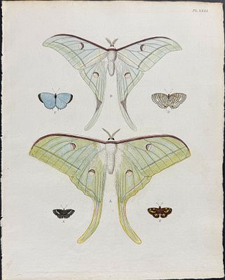 Cramer - Luna Moth & Butterfly. 31. This detailed, hand-colored engraving is from Pieter Cramer 