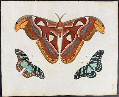 Cramer - Atlas Moth & Butterfly. 9. This detailed, hand-colored engraving is from Pieter Cramer 