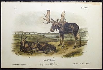 Audubon - Moose Deer. 76. This octavo lithograph is from John James Audubon's The Quadrupeds of 