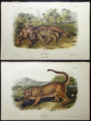 Audubon - Pair of Cougar Lithographs. This octavo lithograph is from John James Audubon's The 