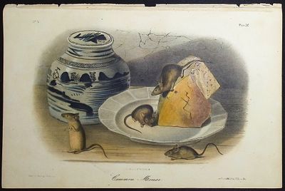 Audubon - Common Mouse. 90. This octavo lithograph is from John James Audubon's The Quadrupeds 