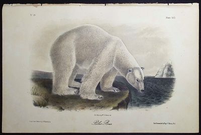 Audubon - Polar Bear. 91. This octavo lithograph is from John James Audubon's The Quadrupeds of 
