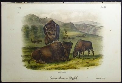 Audubon - American Bison or Buffalo. 57. This octavo lithograph is from John James Audubon's The 