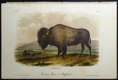 Audubon - American Bison or Buffalo. 56. This octavo lithograph is from John James Audubon's The 