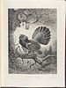Millais's British Game Birds - Volume with 18 Color Plates & 17 Photogravures. This first Image - 6
