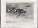 Millais's British Game Birds - Volume with 18 Color Plates & 17 Photogravures. This first Image - 7