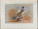 Millais's British Game Birds - Volume with 18 Color Plates & 17 Photogravures. This first Image - 11