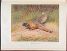 Millais's British Game Birds - Volume with 18 Color Plates & 17 Photogravures. This first Image - 12