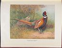 Millais's British Game Birds - Volume with 18 Color Plates & 17 Photogravures. This first Image - 13