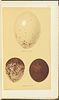 Seebohm's British Birds - 4 Volume with 68 Chromolithographs. This first edition, four volume Image - 5