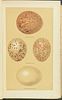 Seebohm's British Birds - 4 Volume with 68 Chromolithographs. This first edition, four volume Image - 6