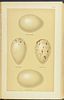 Seebohm's British Birds - 4 Volume with 68 Chromolithographs. This first edition, four volume Image - 10