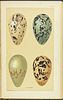 Seebohm's British Birds - 4 Volume with 68 Chromolithographs. This first edition, four volume Image - 11