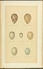 Seebohm's British Birds - 4 Volume with 68 Chromolithographs. This first edition, four volume Image - 14