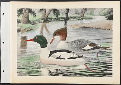 Brasher - Merganser. 129. This wonderful, hand-colored folio collotype is from Rex Brasher's 