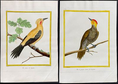Martinet & Buffon - Pair of Woodpecker Engravings. This originally hand-colored engraving is 