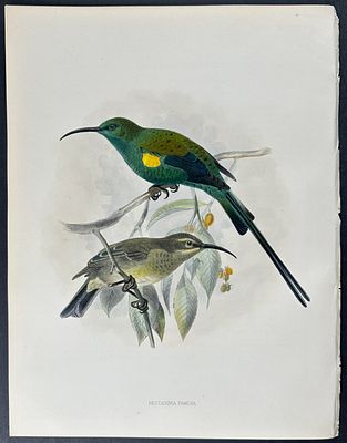 Shelley & Keulemans - Malachite Sunbird. This vibrant, originally hand-colored lithograph is 