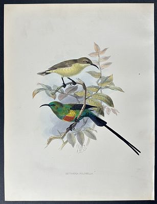Shelley & Keulemans - Beautiful Sunbird. This vibrant, originally hand-colored lithograph is 