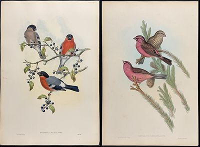 Gould, Asia - 3 Bird Lithographs. Included in this lot: Red Mantled Grosbeak [Carpodacus 