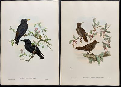 Gould, Asia - 4 Starling & Wren Lithographs. Included in this lot: Hume's Starling [Sturnus 