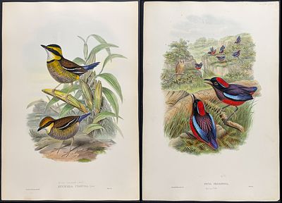 Gould, Asia - 3 Pitta Lithographs. Included in this lot: Necklaced Pitta [Pitta Arquata] 