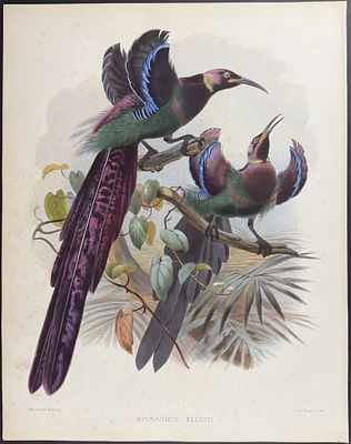 Elliot - Elliot's Bird of Paradise. This stunning folio lithograph is from Daniel Giraud 