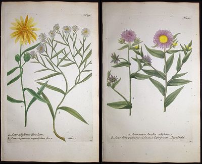 Weinmann - 4 Botanical Engravings (Sunflower, Aster, Ox Eye). This beautiful botanical mezzotint 