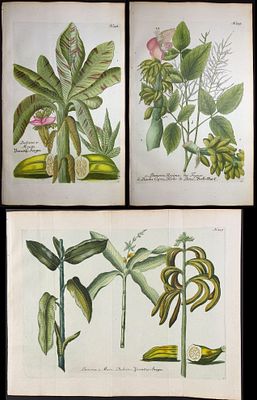 Weinmann - 3 Banana Engravings. This beautiful botanical mezzotint is from Johann Weinmann's 