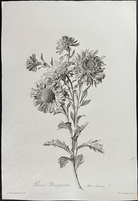 Spaendonck - Chinese Aster. This rich, folio botanical stipple engraving is from G&eacute;rard van 