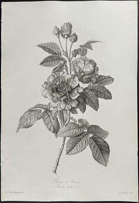 Spaendonck - Rose. This rich, folio botanical stipple engraving is from G&eacute;rard van Spaendonck's 