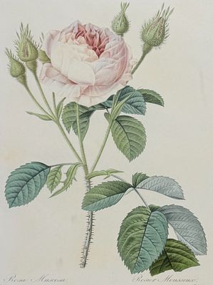Redoute, Choix, Rare Folio - Rose [Rosa Muscosa]. This striking originally hand-colored stipple 