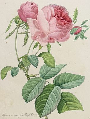 Redoute, Choix, Rare Folio - Rose [Rosier a cent-feulles, foliace]. This striking originally 