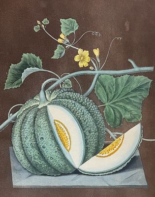Brookshaw, Folio - Melon. 71. This remarkable, large folio fruit engraving is from George 