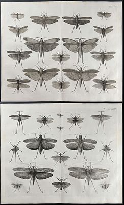 Seba - Pair of Locust Engravings. This artistically composed, scientific folio engraving is from 