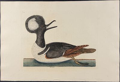 Catesby, Folio - Round Crested Duck. 1-94. We are pleased to offer this folio engraving from 