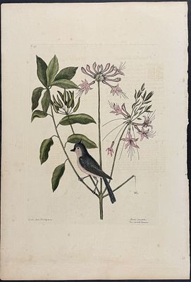 Catesby, Folio - Crested Titmouse with Upright Honeysuckle. 1-57. We are pleased to offer this 