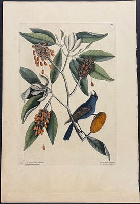 Catesby, Folio - Blue Grosbeak with Sweet Flowering Bay. 1-59. We are pleased to offer this 