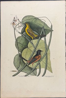 Catesby, Folio - Bastard Baltimore (Oriole) with Catalpa Tree. 1-49. We are pleased to offer 