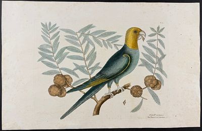 Catesby, Folio - Parrot of Carolina (Carolina Parrot, extinct) with Cypress of America. 1-11. We 