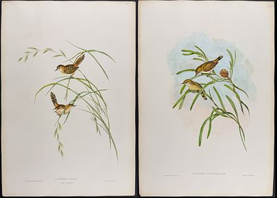 Gould, Australia - 4 Bird Lithographs: Thornbill, Acanthiza, Warbler. Included in this lot: 