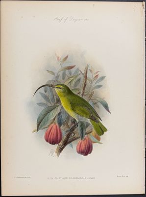Rothschild, Hawaii - Oʻahu ʻakialoa [Hemignathus Ellisianus]. This hand-colored lithograph is 