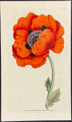 Curtis - Eastern Poppy [Papaver orientale]. 57. This lovely botanical print is from William 