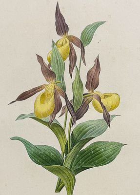 Redoute, Choix, Rare Folio - Lady's Slipper Orchid [Sabot des Alpes]. This striking originally 